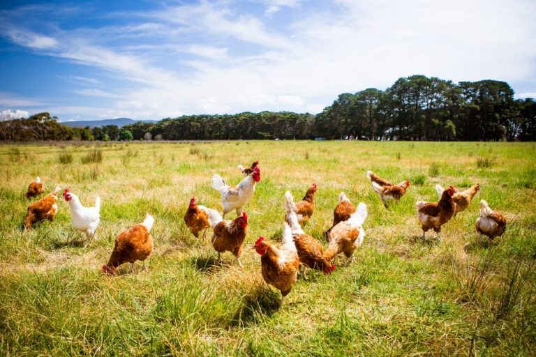 chickens-in-a-field